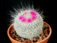 Mammillaria hahniana